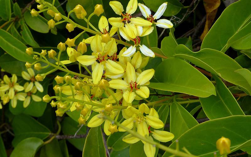 Estrela australiana