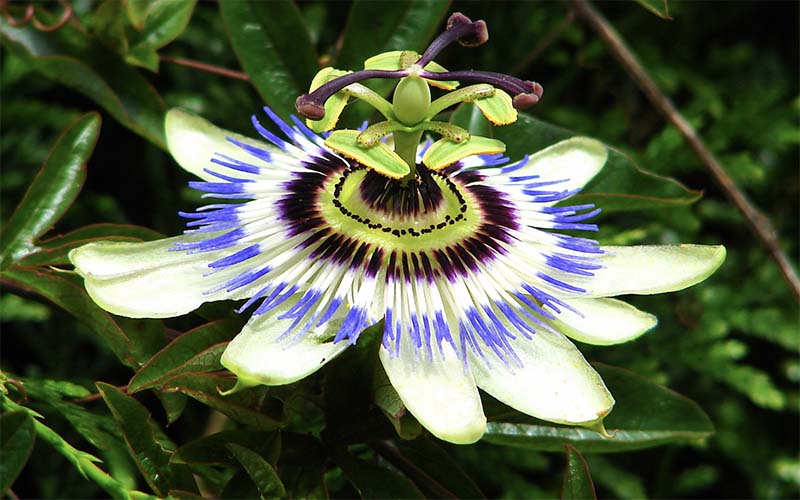 Flor da Paixão