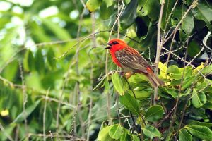 cardinal